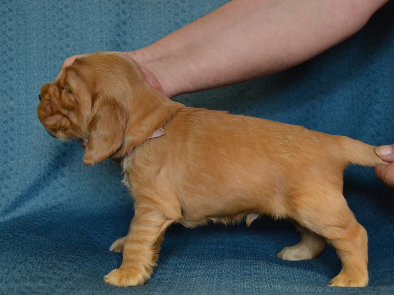 6 - sv. fialový pejsek.JPG